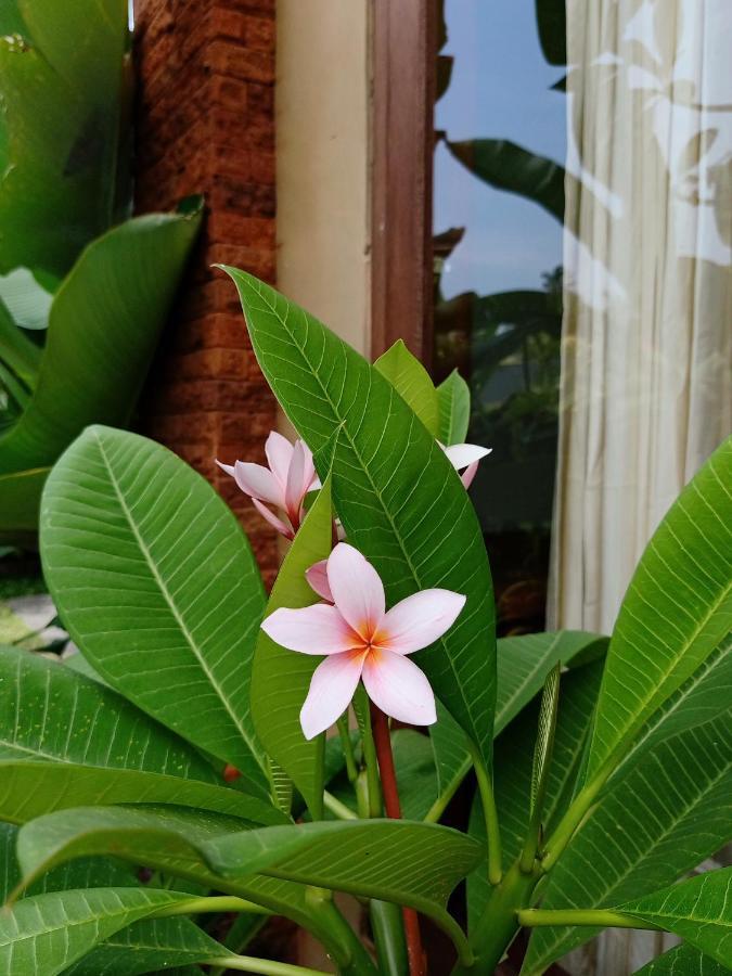 Hotel Wayan Garden Ubud Zewnętrze zdjęcie
